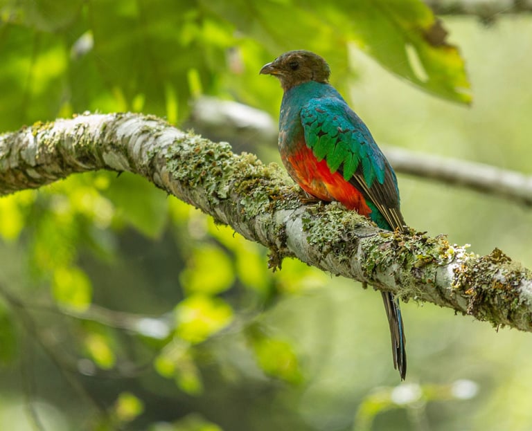 Birdwatching Photography Manu National Park Adventure 6D/5N