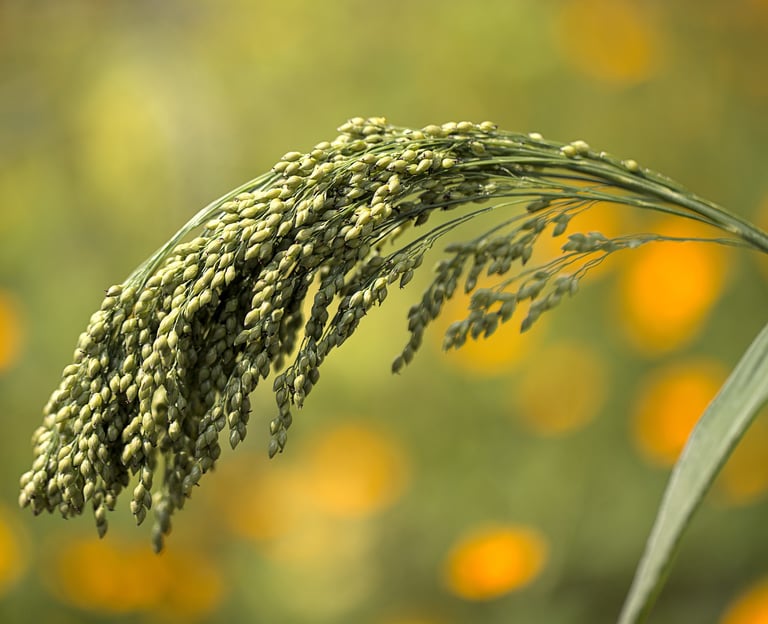 a millet grass plant with flowers in the backgrounf