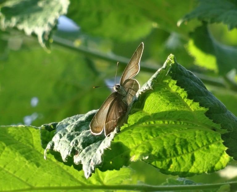 Teclas, papillon de jour en pleine lumière