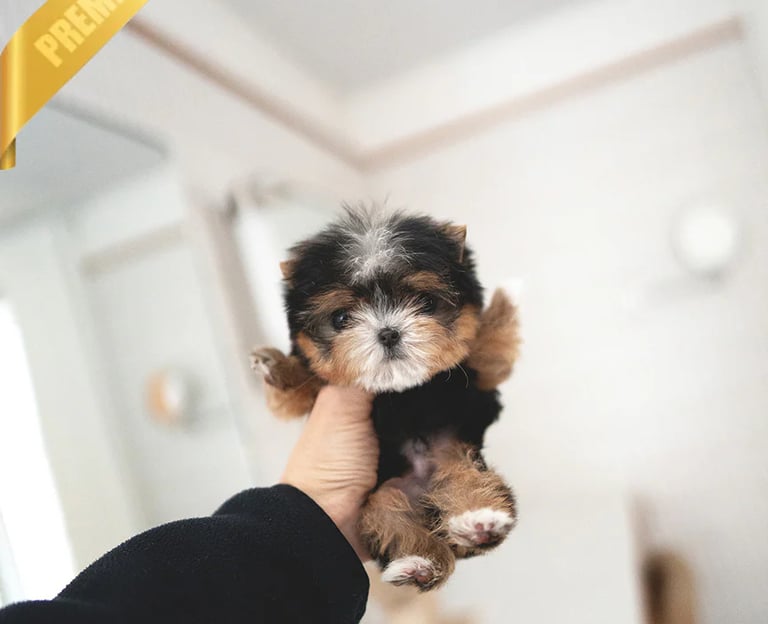 Teacup Morkie puppies for sale