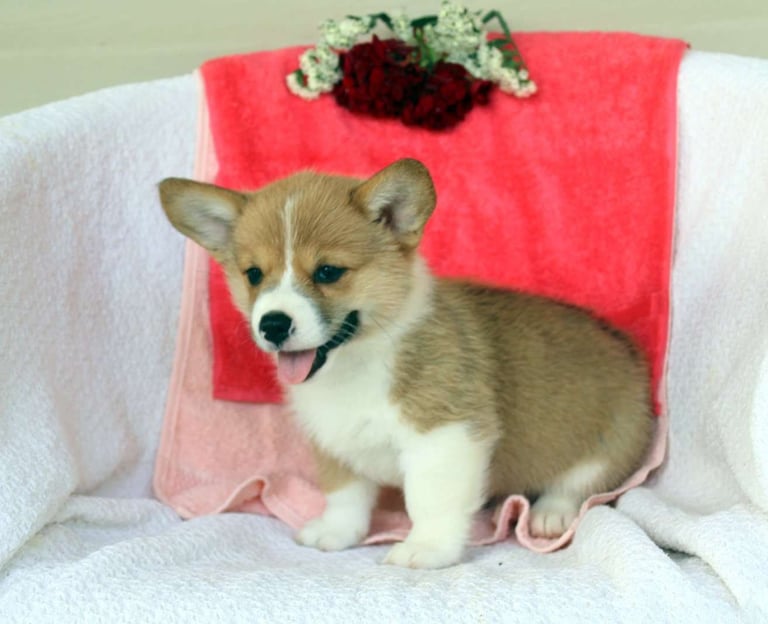 Pembroke Welsh Corgi Puppies for Sale