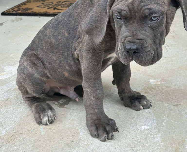 Cane Corso Puppies for Sale