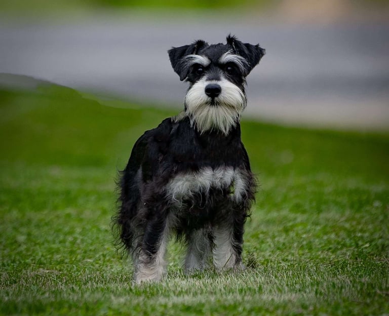 Schnauzer Puppies for Sale
