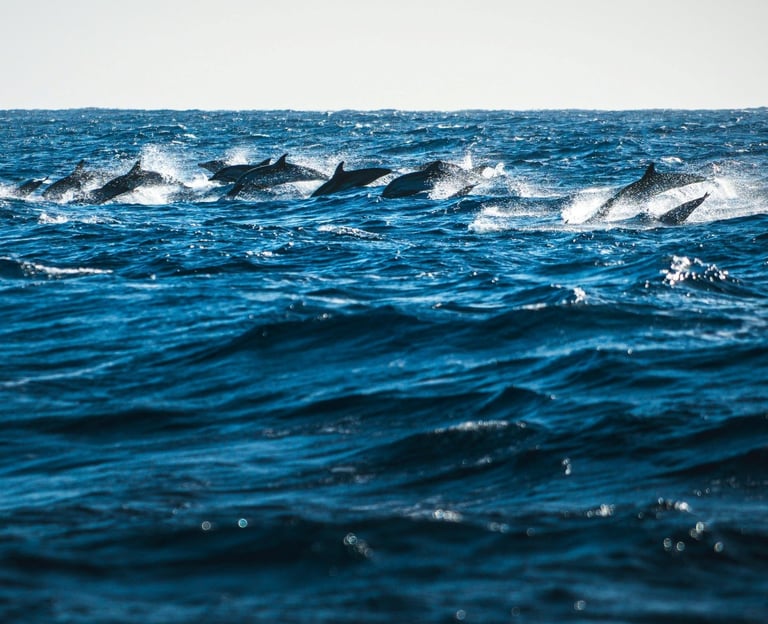 Whale and dolphin watching in Madeira