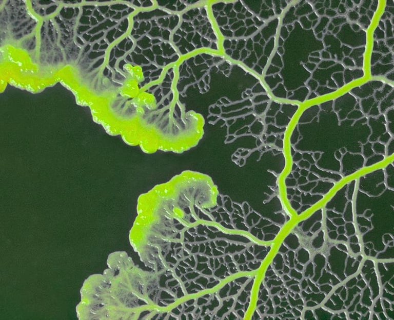 Macro photography of bright neon green Physarum polycephalum slime mold growing in a vein-like pattern.