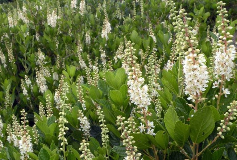 multiple green partial hade bushes with white flowers