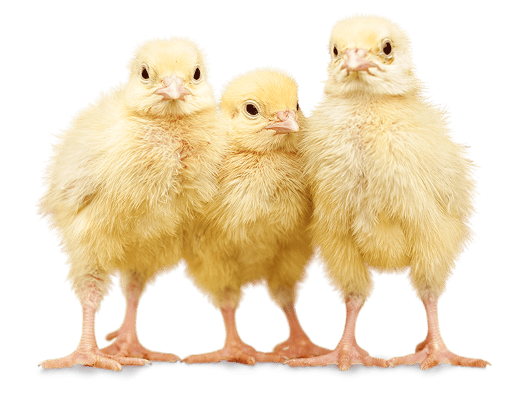 Avicultura laboratório contato