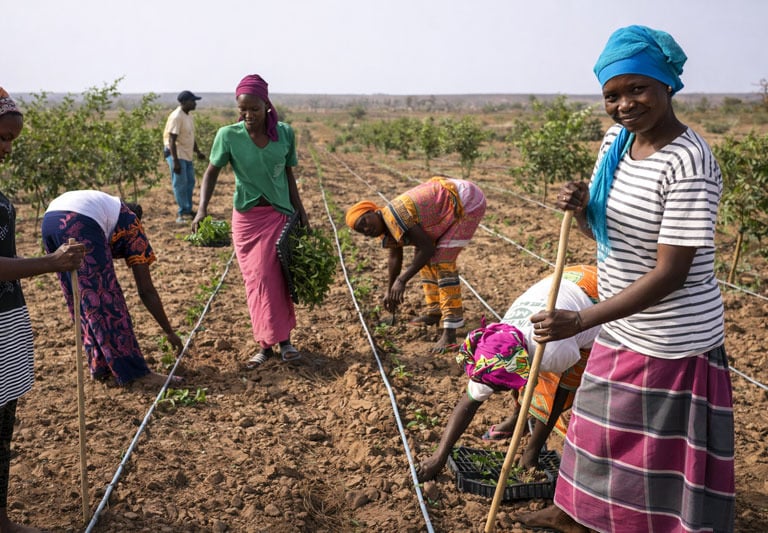 a group of people working in a field