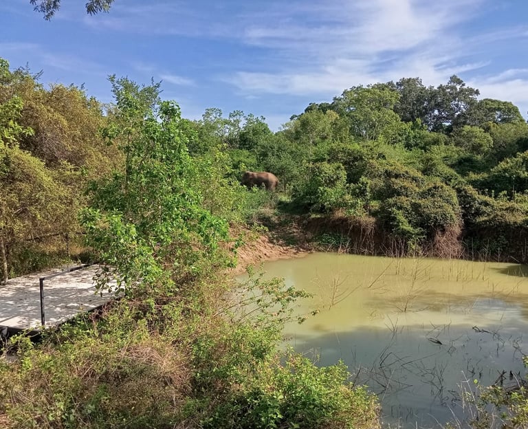 Elephant walking past our water hole at wildcat hostel.