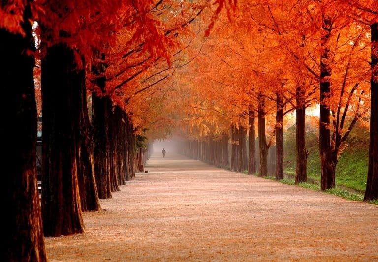 Nebliger Waldweg mit leuchtend orangefarbenen Herbstbäumen