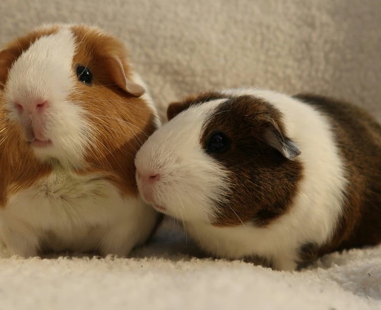Pet animals for animal healing