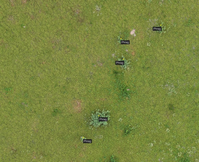 invasive species mapping