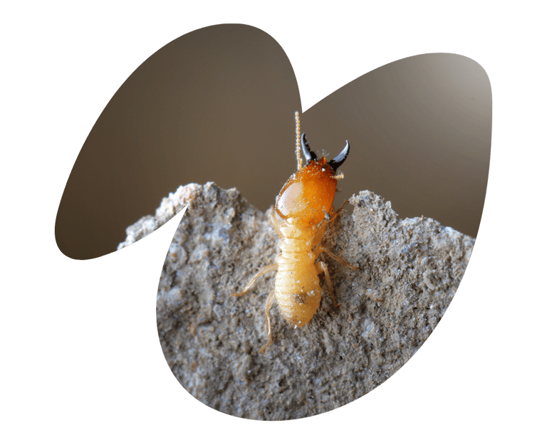 Cupim de madeira seca 