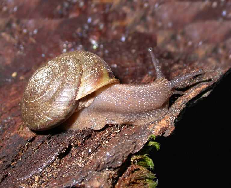 a shata sideband snailling sitting on a tree stump