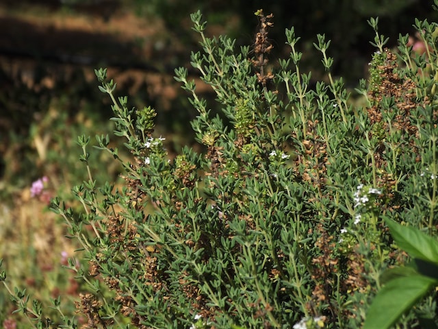 Creeping Thyme ground cover plants in a garden