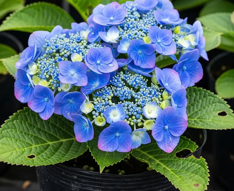 Flor de hortensia azul espectacular!!