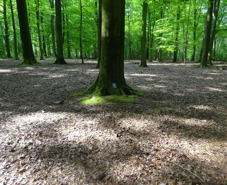 Forêt de hêtre vertes avec de la mousse sur un arbre et un livre placé.