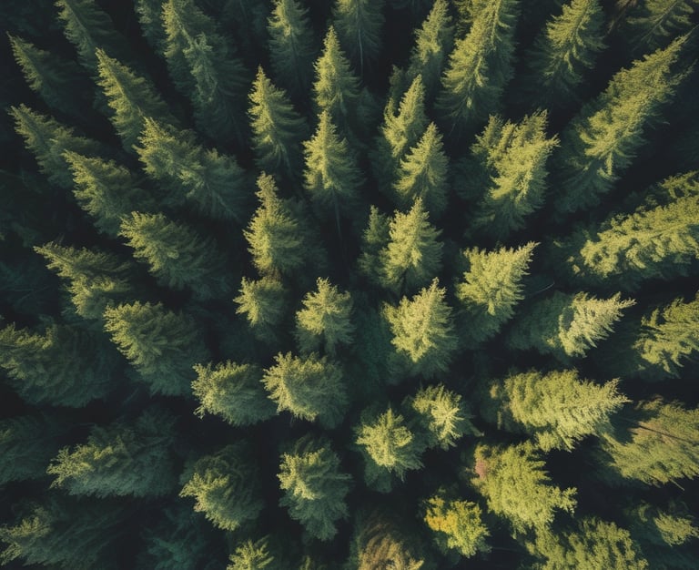 Close-up of fresh green leaves with morning dew glistening.