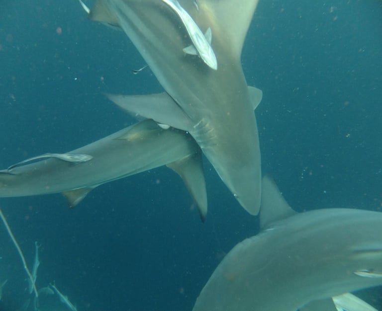 Oceanic black tips on a baited shark dive, Aliwal Shoal, Umkomaas, South Africa