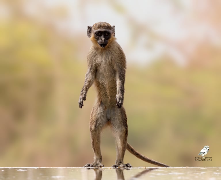 Green Monkey photographed from the photo hide at Mandinari River Lodge, The Ga