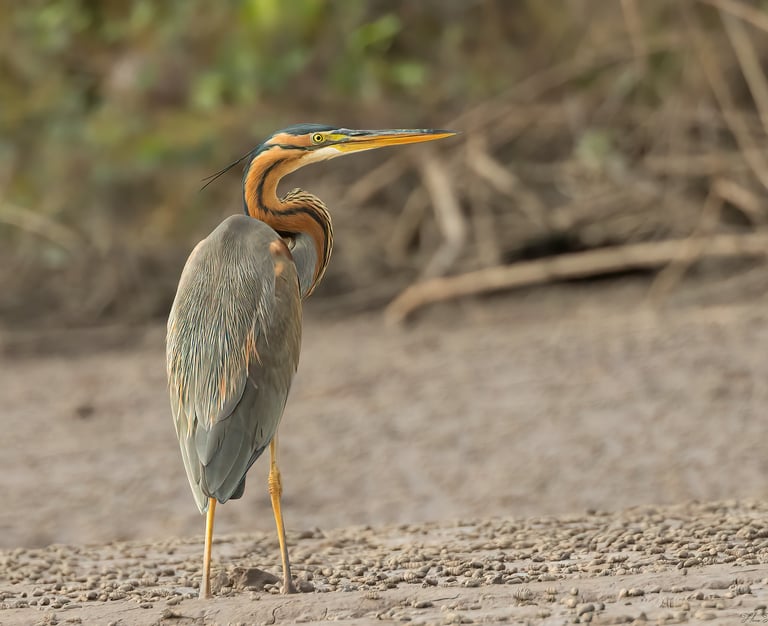 Purple Heron in Gambia