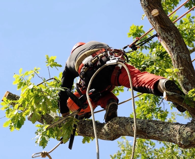 Professional arborist using a chainsaw while climbing an oak tree for pruning and maintenance se