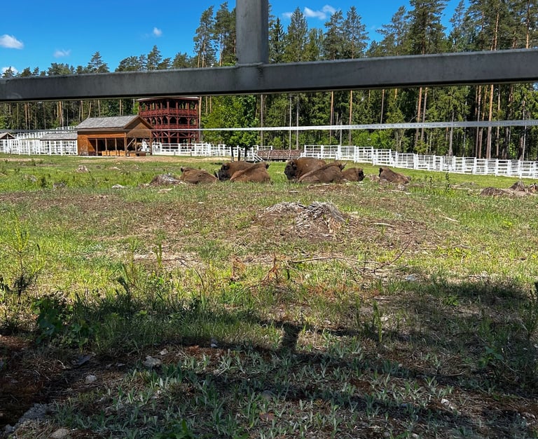 Supraśl, Podlasie, Kopna Góra, Żubr
