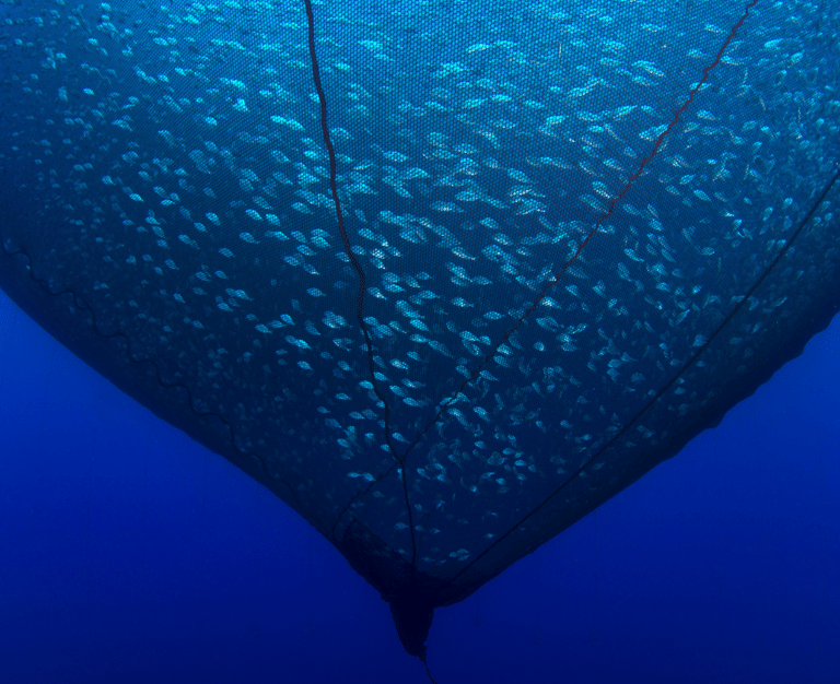 BM consulting ROV fishfarm fish cage aquaculture inspection