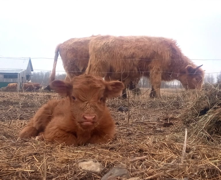 a brown calf lays in the hay while three cows stand behind eating hay