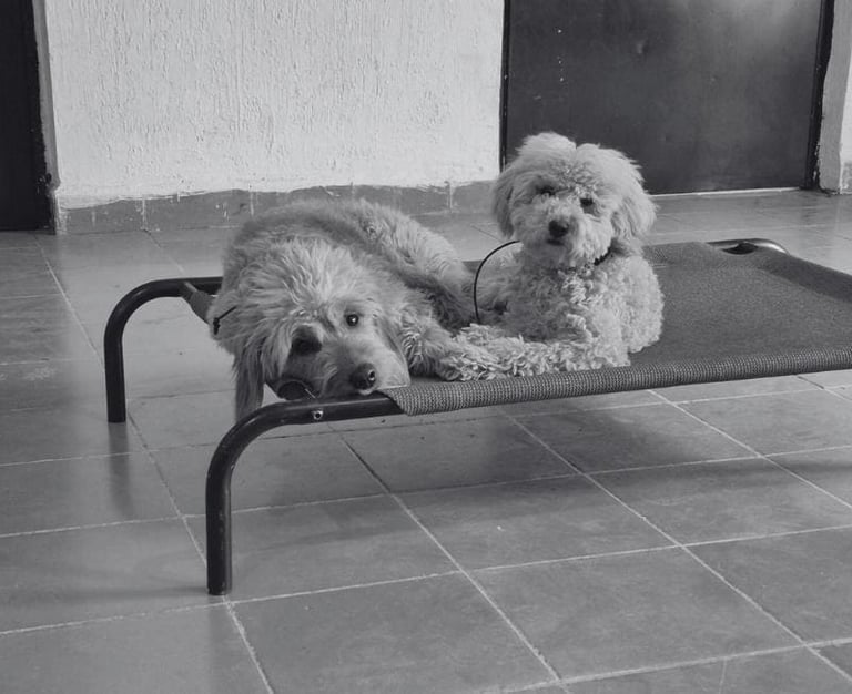 Dos perros peludos descansando juntos en una cama elevada dentro de una guardería canina.