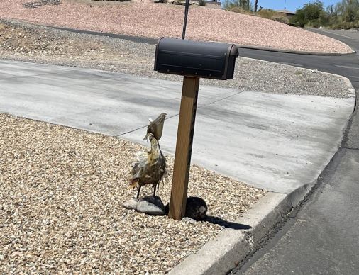 Bird to Mailbox Lake Havasu City AZ