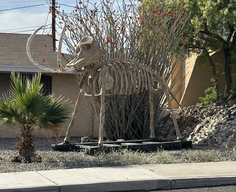 Skeleton Wooly Mammoth Landscaping Lake Havasu AZ