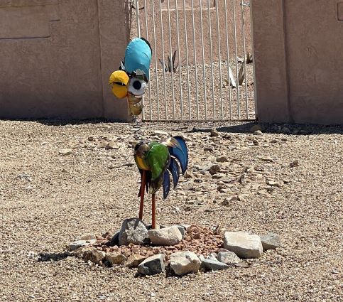 DoDo Bird Landscaping Lake Havasu AZ