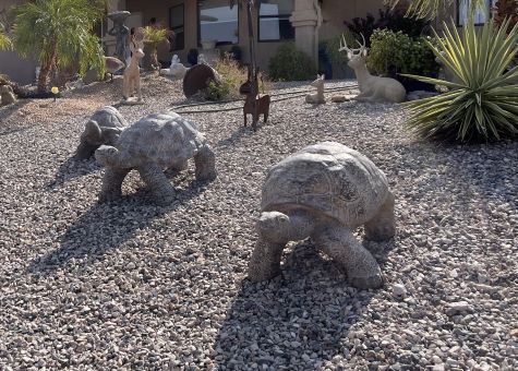 Turtles Plus Landscaping Lake Havasu AZ
