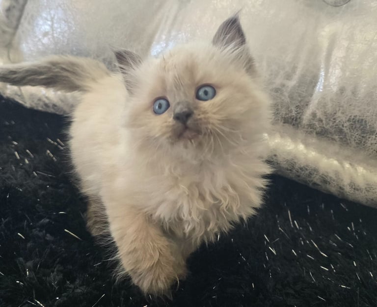 Texas Siberian kitten