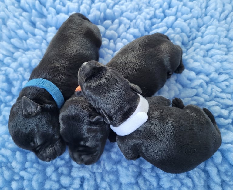 Chiots mâles Schnauzer miniature