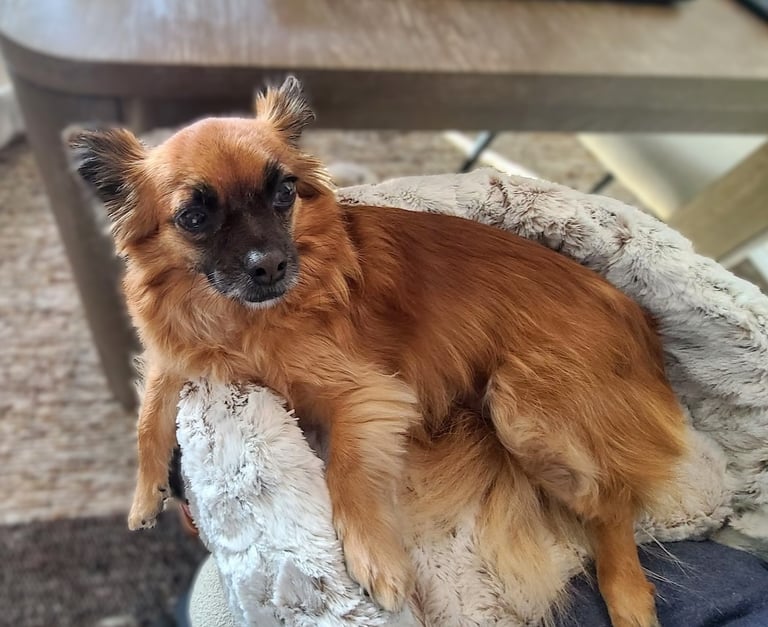 Cute dog resting over Furr Lap, Pet Lap Bed