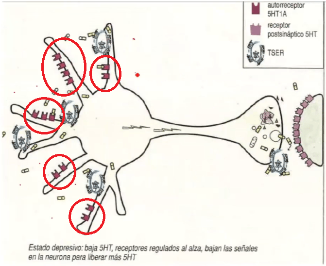 Como funcionan los ISRS en depresion