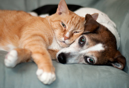 chat et chien formation communication animale 44