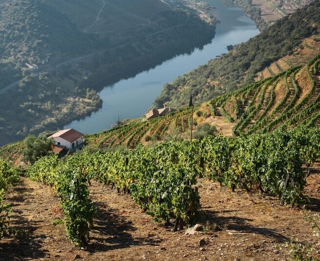 Vista de vinhas de Portugal.