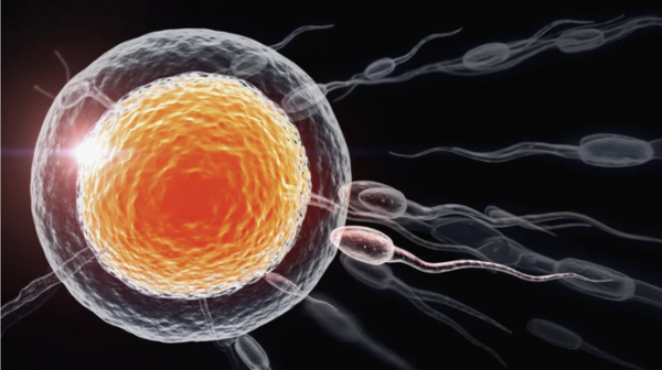 Microscopic illustration of human sperm cells swimming toward a glowing egg for fertilization.