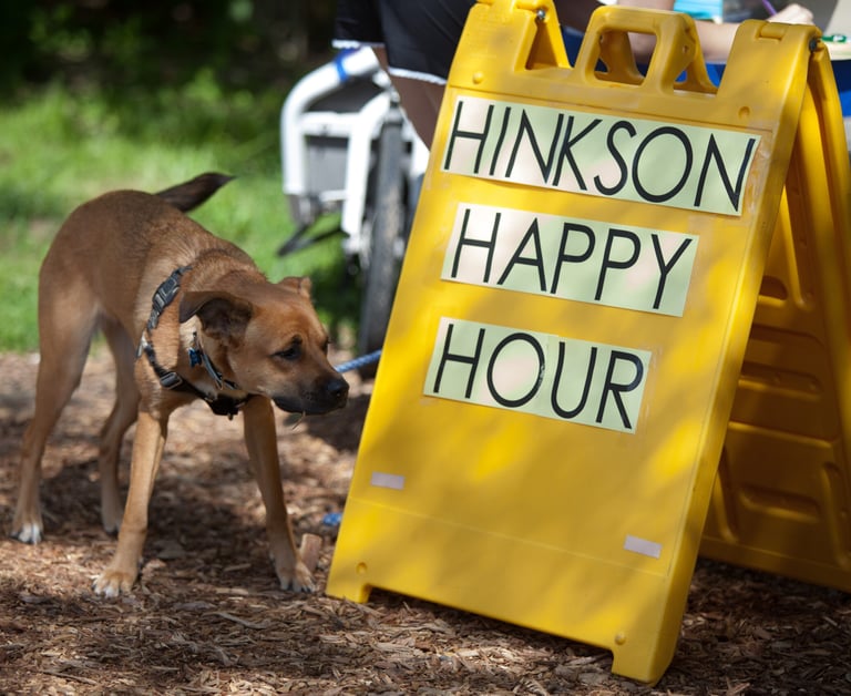 A dog sniffing a bright yellow sign reading "Hinkson Happy Hour"