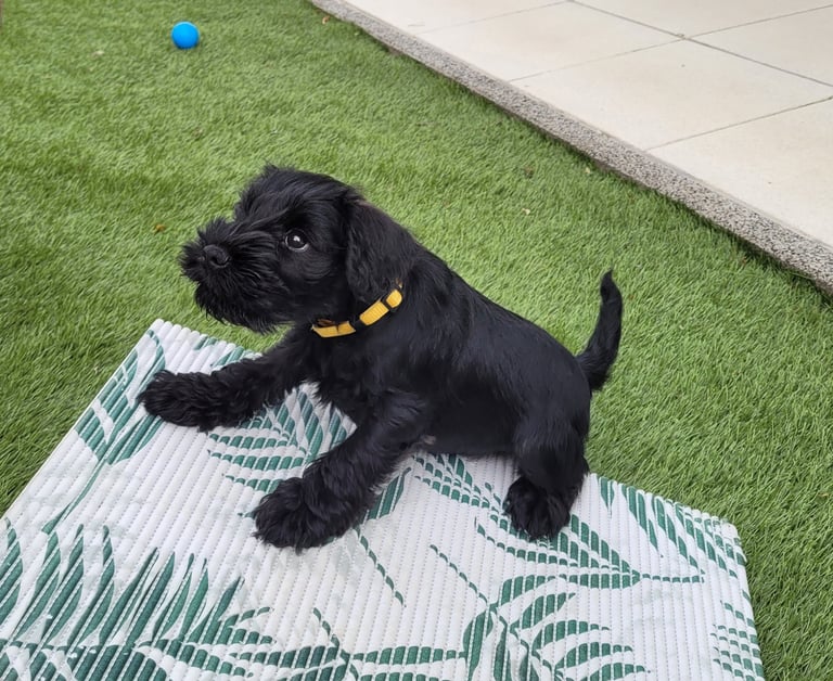 Vandale des Diamants Noirs d'Also