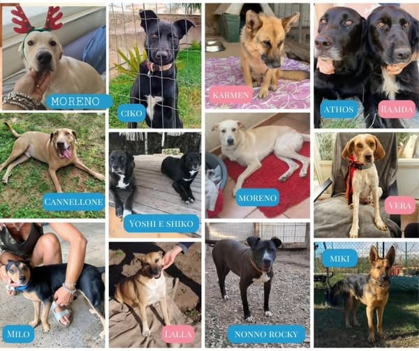 a collage of dogs and cats in a collage of dogs