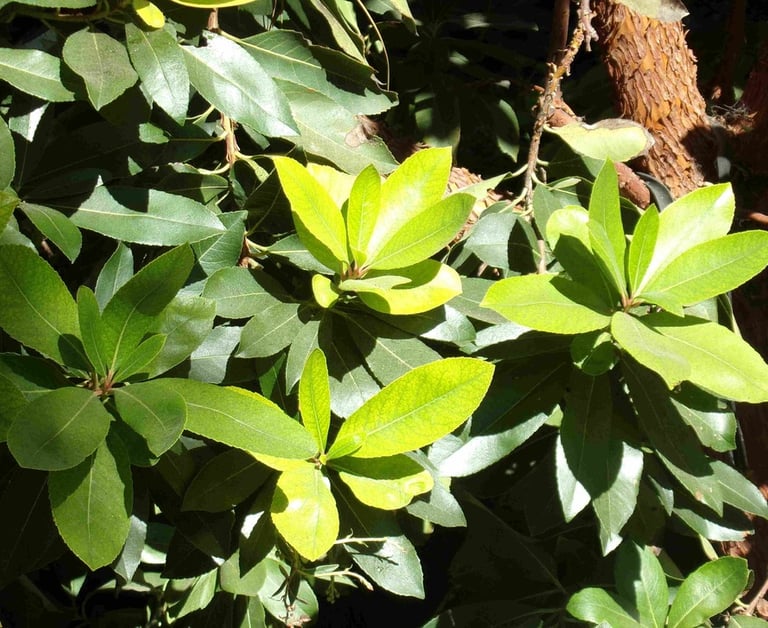 Botanical scene of leaves of different shades of green covered in sunshine
