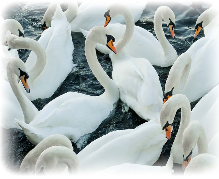 a group of swans in a lake