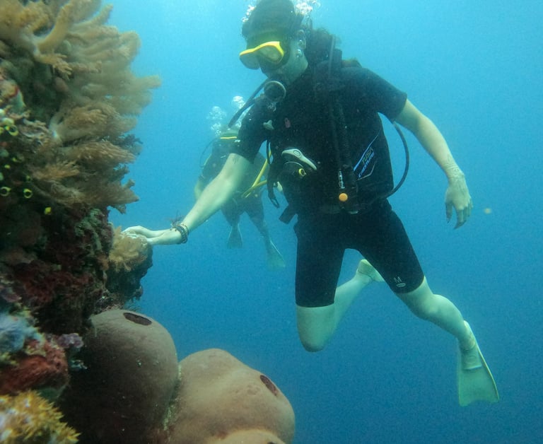 Menjangan dive package exploration #DivePackages #MenjanganIsland #SunriseDiveBali