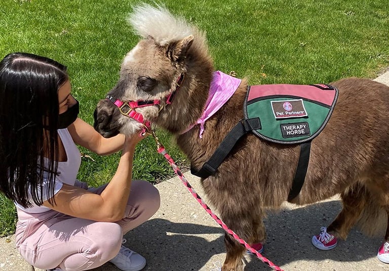 Pet Partners Therapy mini-horse.