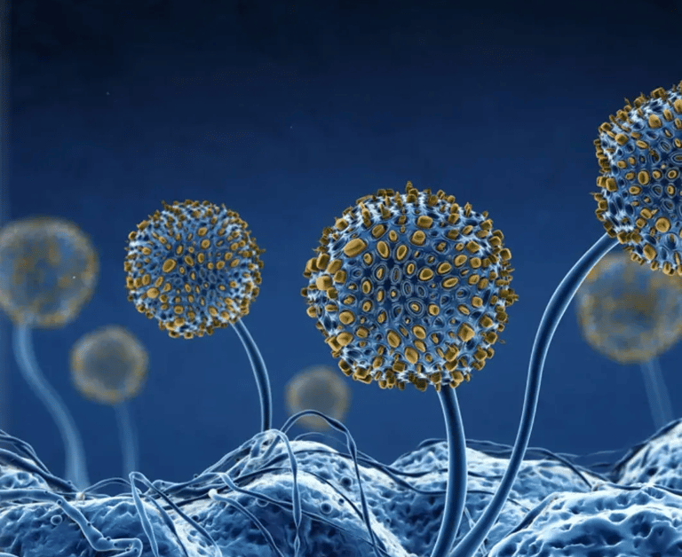 Microscopic view of mold spores