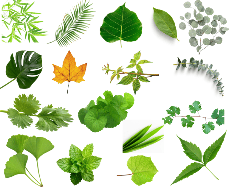 Size and shapes of different leaves